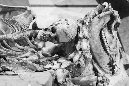 Black and white photo of human skeleton found laying on a horse skeleton exhibited in an italian museum