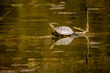 European pond turtle lays on the wooden stick in the swamp toward the camera lens on a sunny spring day. European pond terrapin in the water with reflection.