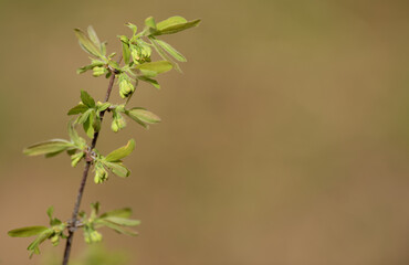 swelling buds of edible honeysuckle in spring, honeysuckle branch