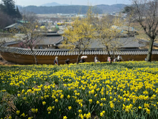 Obraz premium 수선화 봄꽃 자연 봄 풍경