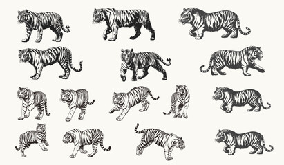 Retro Halftone Tiger Engraving Vector Set: Vintage Ink Sketches for Posters, Banners, Cards - Classic Wildlife Art Illustrations
