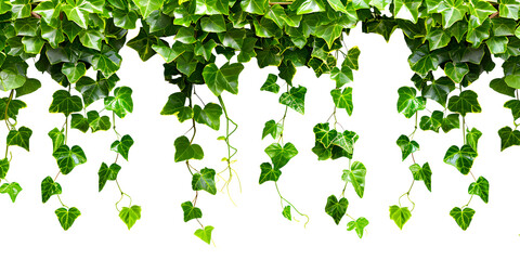 Isolated creeper green leaf on transparent