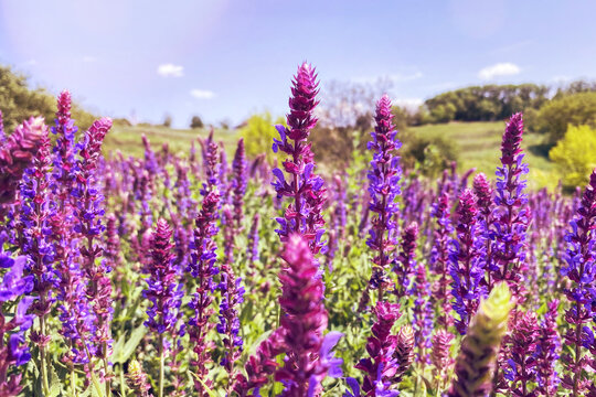 Hyssopus officinalis in meadow. Purple flowers in garden. Aromatic flowers in rural garden. Glade.