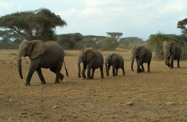Fototapeta premium Eléphant d'Afrique, troupeau , Loxodonta africana, Parc national de Amboselli, Kenya