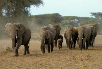 Eléphant d'Afrique, troupeau , Loxodonta africana, Parc national de Amboselli, Kenya