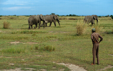 Eléphant d'Afrique, garde, Loxodonta africana,. Parc national de la Rwindi, République...