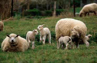Mouton; Race Vendéen; Femelle et jeune