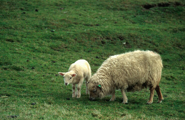 Naklejka na ściany i meble Mouton; Race Vendéen; Femelle et jeune