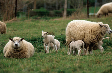 Mouton; Race Vendéen; Femelle et jeune