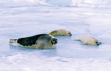 Phoque du Groenland, femelle et jeune, allaitement, Pagophilus groenlandicus, Ile de la Madeleine, Québec, Canada © JAG IMAGES