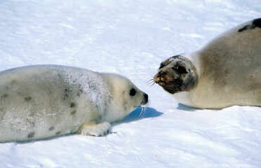 Phoque du Groenland, femelle et jeune, allaitement, Pagophilus groenlandicus, Ile de la Madeleine, Qu&eacute;bec, Canada