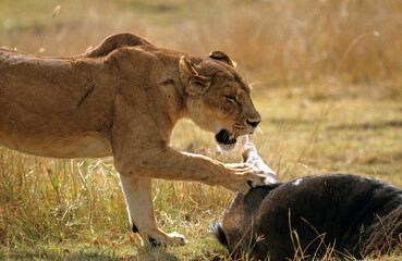 Lion, Panthera leo, lionne, buffle, Parc national du N.Gorongoro Crater, Tanzanie