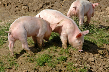 Porc, Cochon, porcelet, Sus domesticus © JAG IMAGES