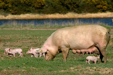 Porc, Cochon, truie, porcelet, Sus domesticus