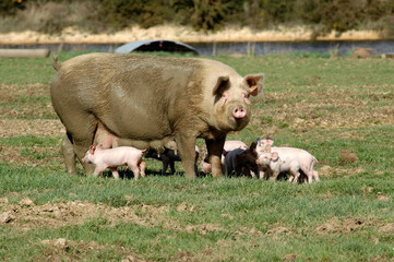 Porc, Cochon, truie, porcelet, Sus domesticus