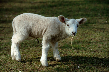 Obraz premium Mouton; race Téxel; agneau