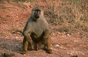 Singe babouin, Palio cynocephalus, Parc national du Tsavo, Kenya