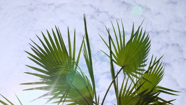 Palm trees bottom view on blue sky background. Tropical palm leaf trees at sunlight. Beach on the tropical island. Slow motion. Looking Up. Advertising, background picture. High quality 4k footage