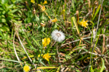 dandelion in the grass
