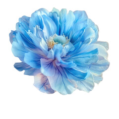 A close up of a blue flower on a Transparent Background