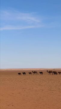 Caravan of camels crossing the desert