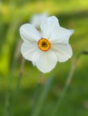 Obraz premium Narcissus closeup