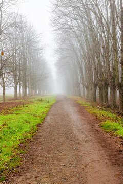 path in the park. leafless trees in fog. mysterious weather