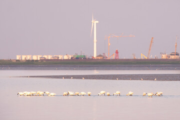White spoonbills foraging in shallow water at low tide on Waddensea, Den Oever, Netherlands - obrazy, fototapety, plakaty