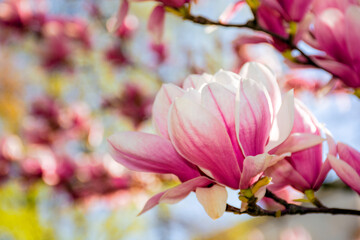 pink flowers of magnolia soulangeana tree in bloom. beautiful natural background in spring