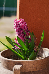 Very fragrant hyacinth pink flower
