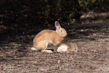 広島　大久野島　うさぎ　動物　野生
