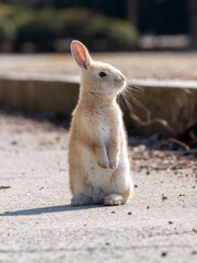 広島　大久野島　うさぎ　動物　野生　