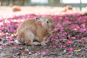 広島　大久野島　うさぎ　動物　野生　