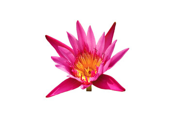 Closeup, Beautiful flower blossom blooming lotus pink color isolated on white background for stock photo, summer flowers, floral for meditation, plants