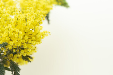 Yellow flowers of Acacia dealbata or mimosa on yellow background with copy space.