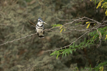Pied kingfisher (Ceryle Rudis) is sitting on branch, looking out, Kosi Bay Nature Reserve, iSimangaliso Wetland Park, KwaZulu-Natal, South Africa