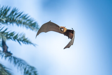 indian flying fox or greater indian fruit bat or Pteropus giganteus face closeup or portrait...