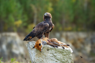 Golden eagle, aquila chrysaetos, standing on a dead fox and feeding with its flash in autumn nature. Wild bird of prey tearing pieces of a kill on a dry grass in autumn nature with blurred background.