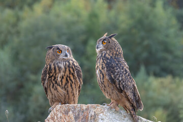 The great eagle owl (Bubo bubo) is a large species of owl in the Strigidae family. It is the largest European owl.