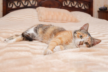 tricolor cat lies relaxed on the bed on a beige blanket and looks at the camera
