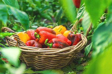 Sweet pepper harvest in the garden. Selective focus. © yanadjan