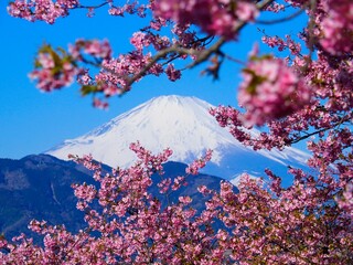 まつだ桜まつりにて河津桜と富士山の夢の共演