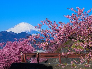 まつだ桜まつりにて河津桜と富士山の夢の共演