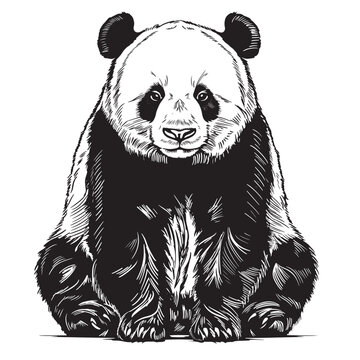 Vector realistic sketch of cute sitting Panda in full-length, Hand drawn illustration