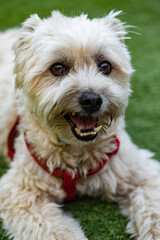Portrait of a white dog stretched out on top of the grass
