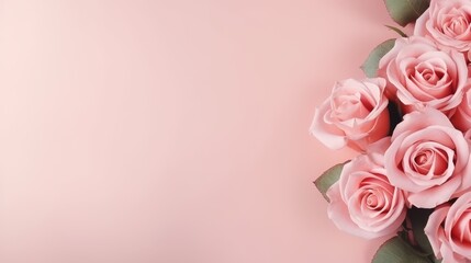 Blush pink roses on solid background - obrazy, fototapety, plakaty