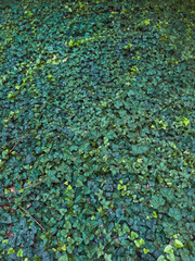 Green leaves, natural patterns, background image