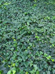 Green leaves, natural patterns, background image