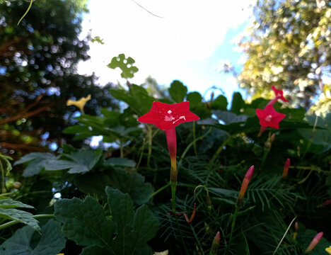 pequeñas y geométricas flores silvestres rojas