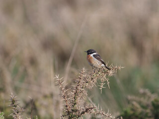 Portuguese meadow stonechat perched - 776068614
